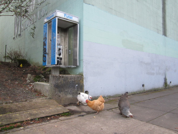 3 chickens peck the sidewalk below a public Futel phone.
